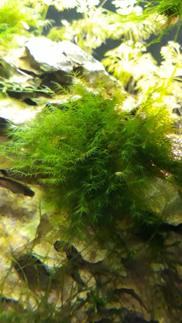 Phoenix moss mech rośliny akwariowe