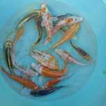 Karp Koi w sprzedaży