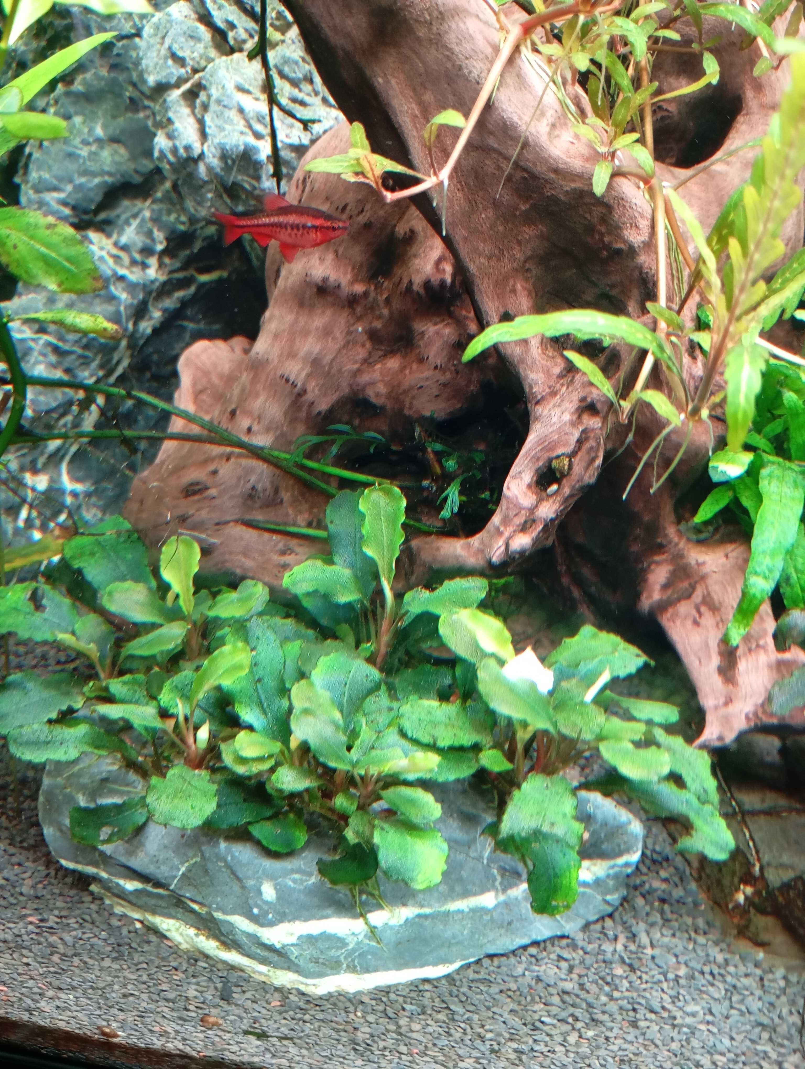 Plantas Aquario Pack