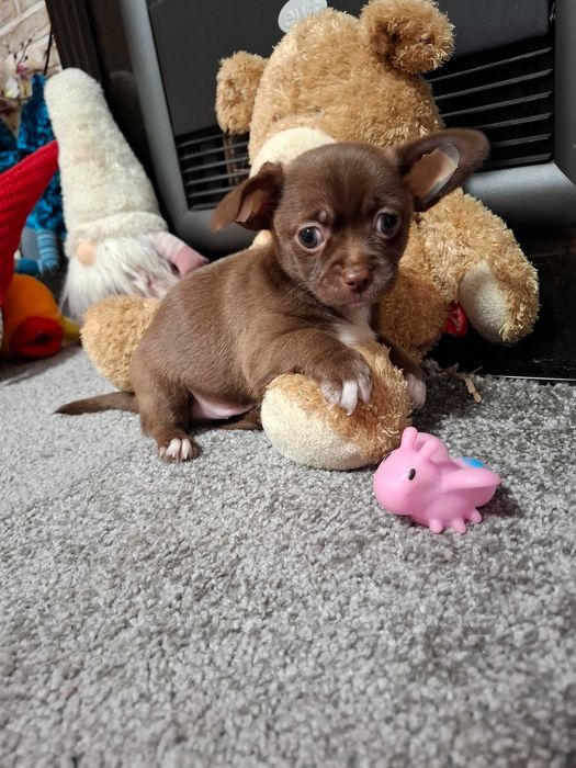 Czekoladowy chłopiec chihuahua dostępny do rezerwacji.