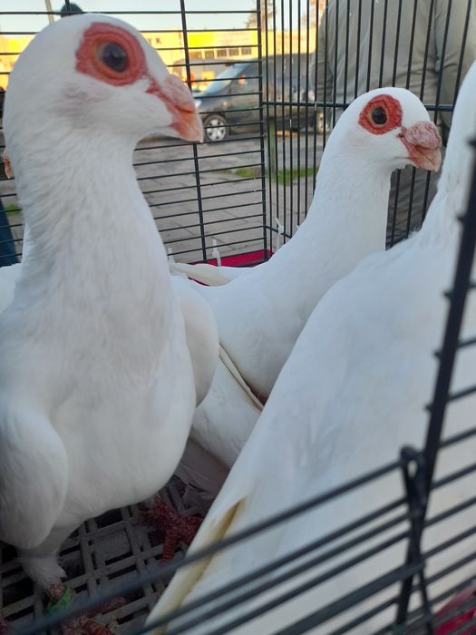 Gołębie indiany samce I samice