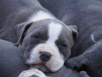 Błękitny amstaff szuka domu
