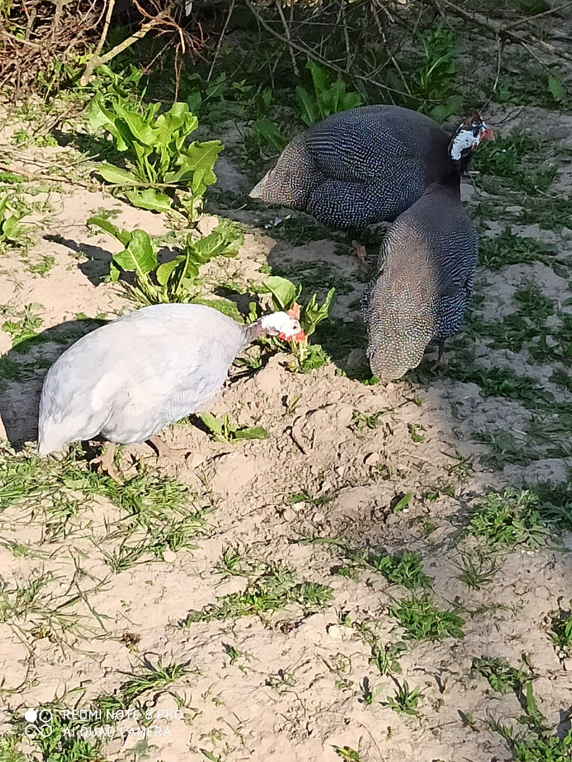 Jaja lęgowe perliczek perlic