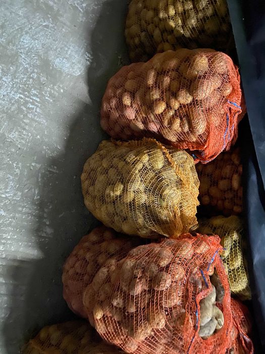 Ziemniaki jadalne i paszowe bez nawozu na oborniku od rolnika