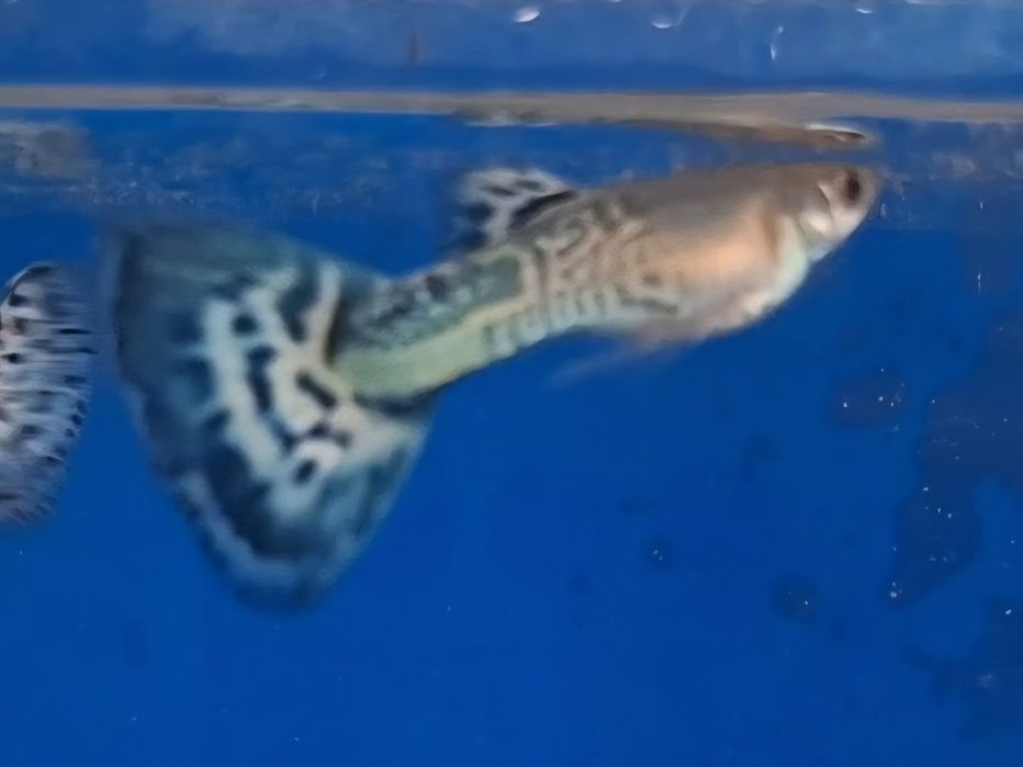 Guppy cobra azul