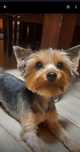 Yorkshire terrier 1000zl
