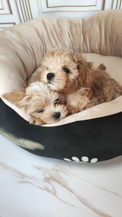 Лялькові цуценята мальтипу