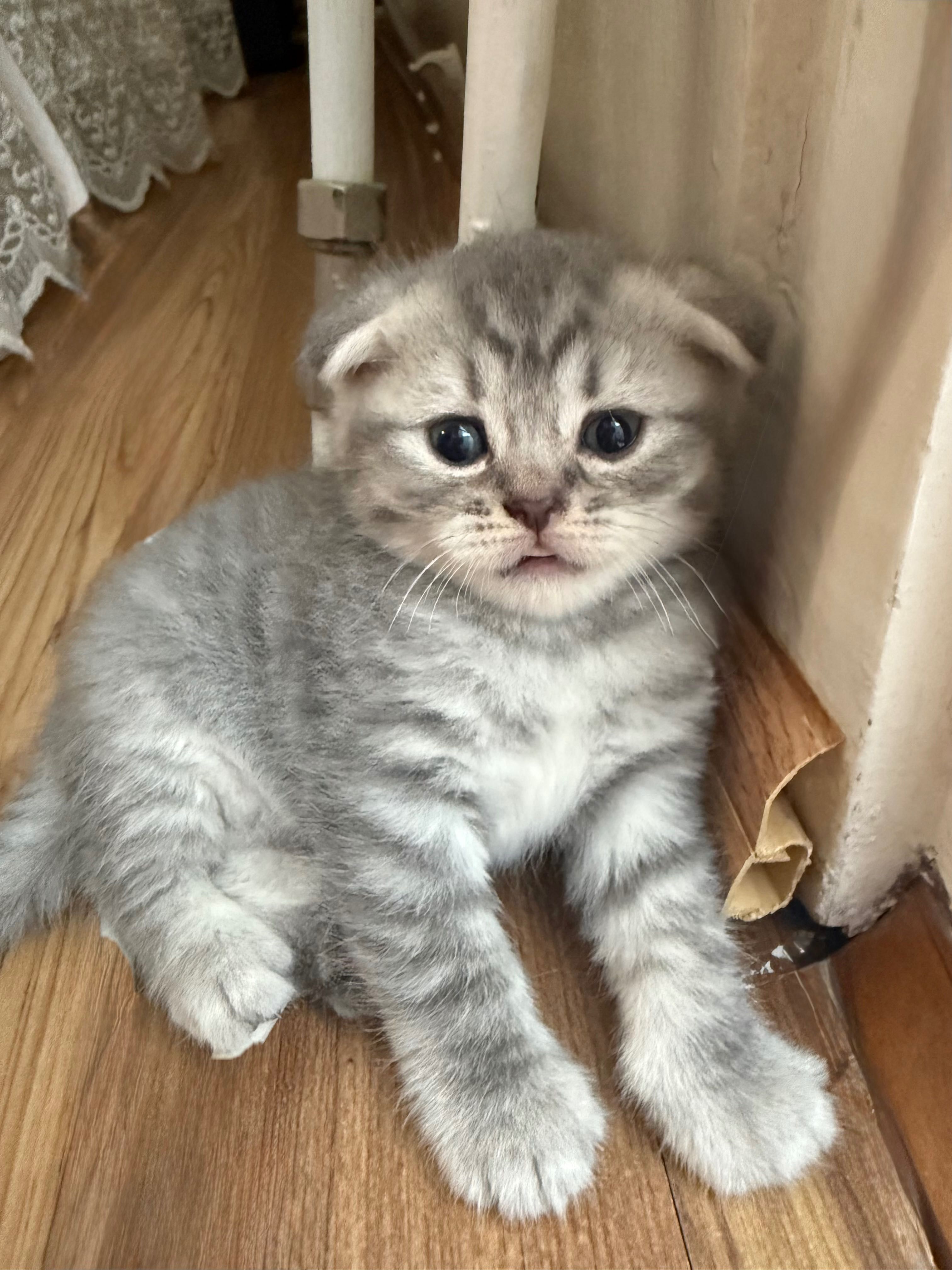 Продаємо шотландських кошенят