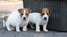Piesek Jack Russell Terrier z hodowli BREFIO/badania genetyczne/