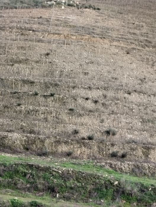 Vendo terreno com plantação de vinhas e amendoal - Muxagata