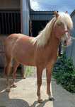 Piękny ogierek rasy haflinger
