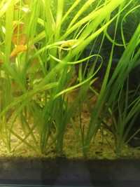 Vallisneria trawa wodna