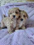 Pudel  maltanczyk  maltipoo