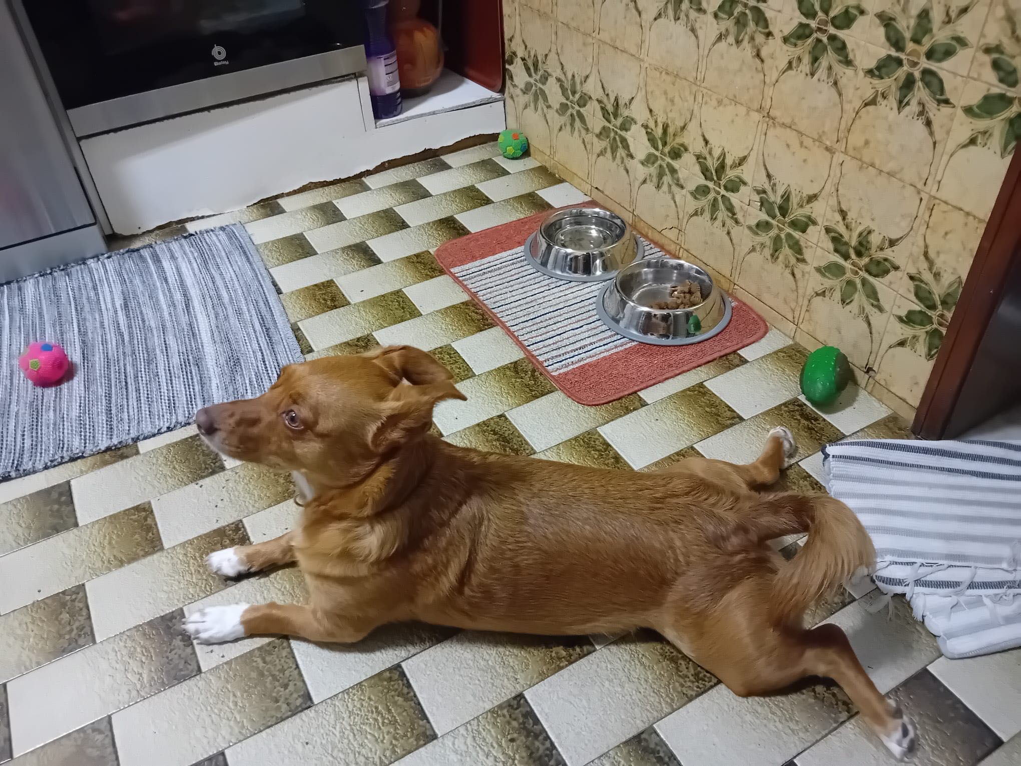 Adoção Responsável -  Cadela
