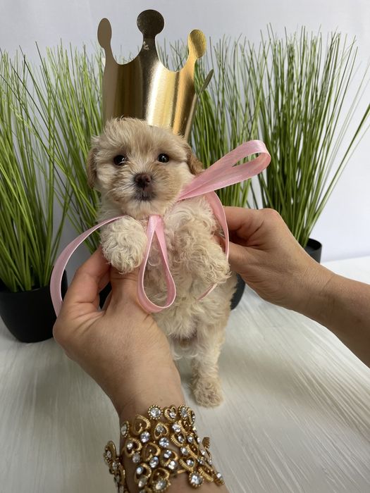 VIP Мальтипу F1  — Ваша майбутня подружка або друг вже чекає