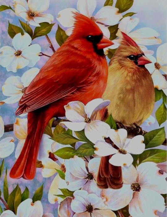 WYPRZEDAŻ Malowanie po numerach obraz DIY 40x50 cm kolorowe ptaki