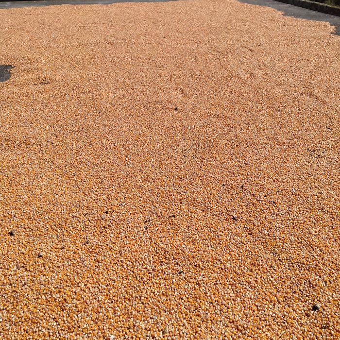 Milho miúdo Belgrano