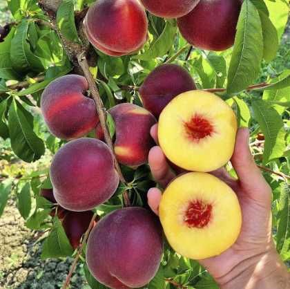 Саджанці: яблуня, груша, персик, нектарин, абрикос, слива, алича, айва