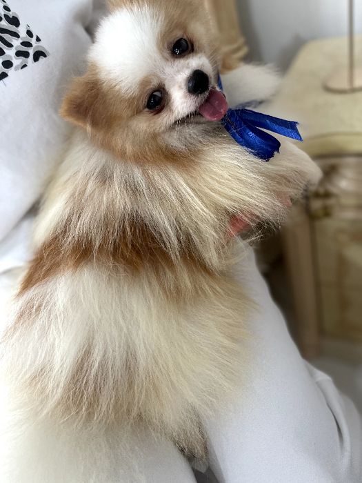 Померанські шпіци — Пухнасті принци хочуть до вас