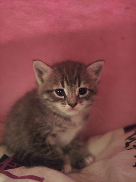 Отдам котят ( бесплатно)