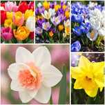 DUŻY Zestaw Kwiaty Wiosenne Cebulki Tulipanów Krokus Tulipan Narcyz