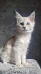 Kotka Maine Coon dymna