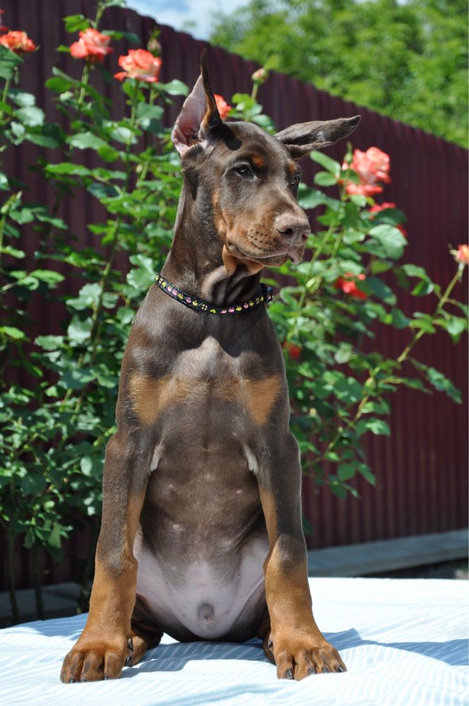Doberman FCI КСУ