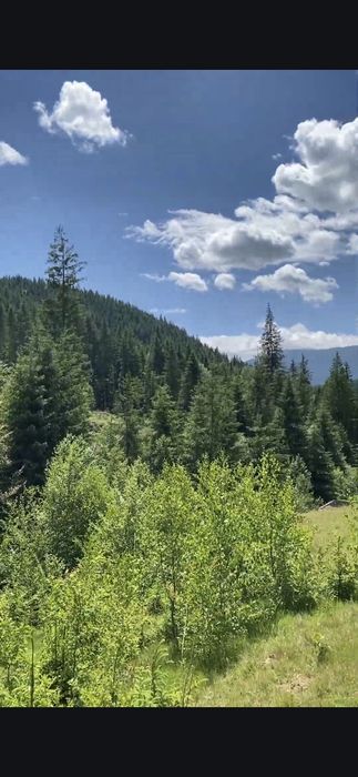 Затишна земля 43 сотки, з деревами, біля потічка. Гарний заїзд