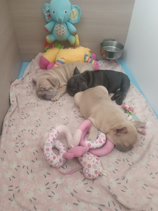 Два хлопця лілак фавн та голуба дівчинка