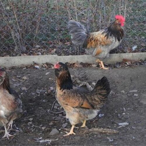 Инкубационное яйцо кур Грюнлегер