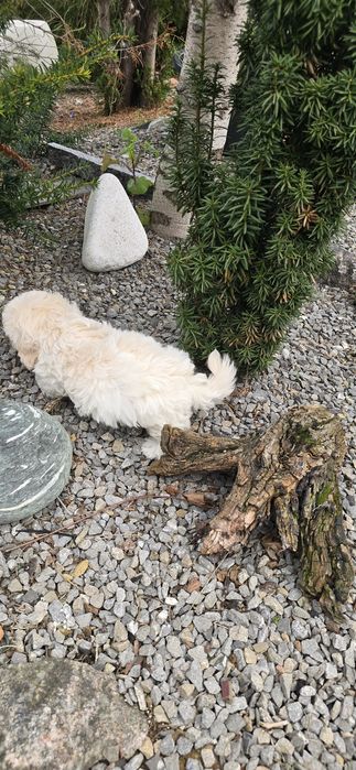 Maltipoo suczka kremowa
