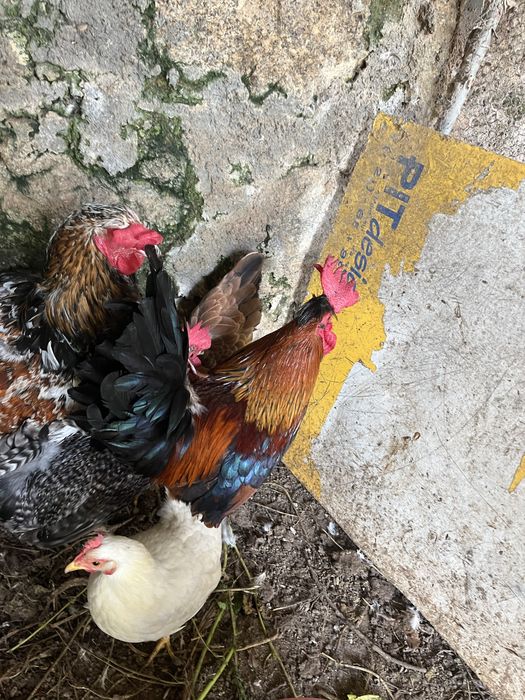 Galos garnizos novos