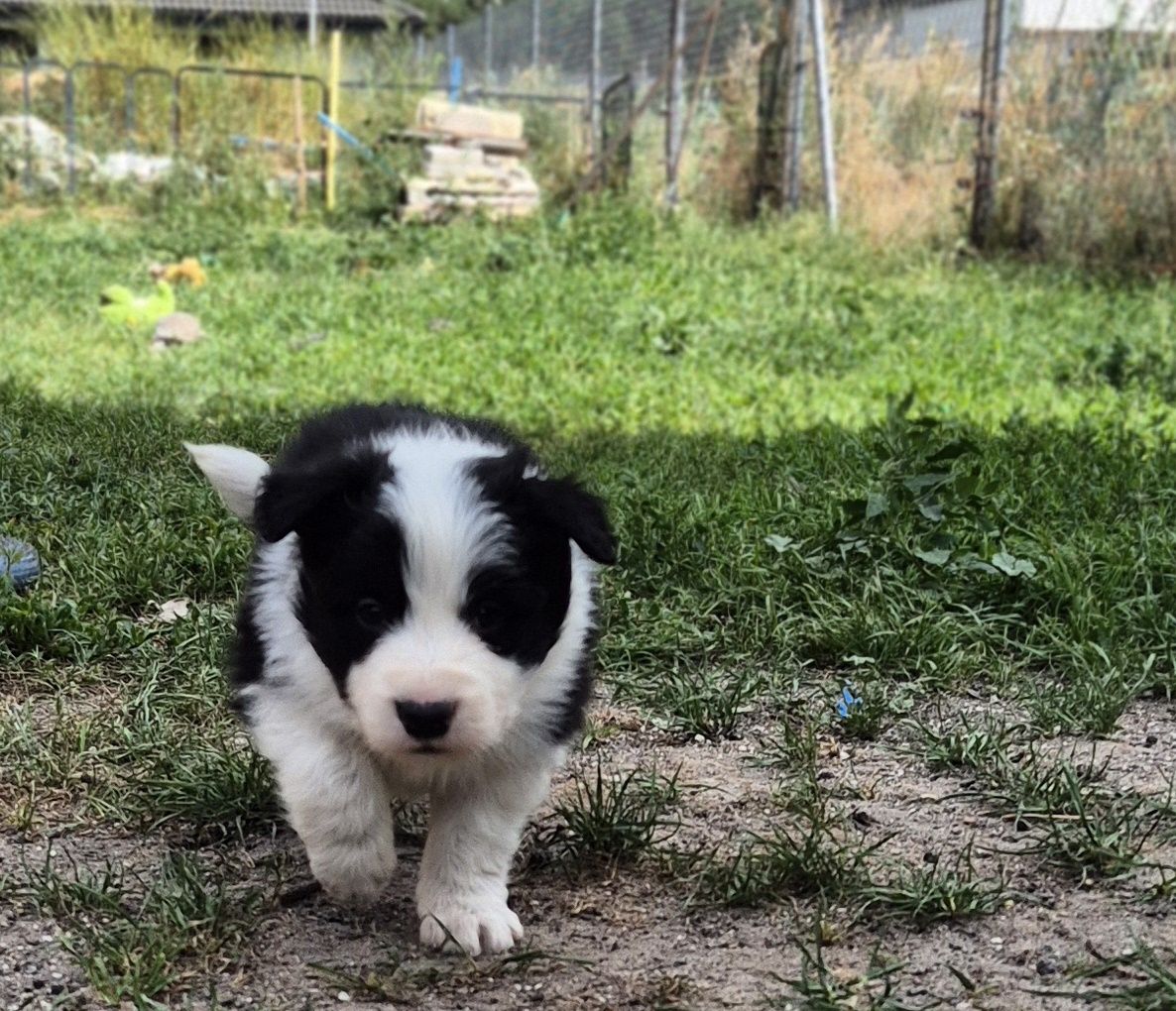 Border collie piesek
