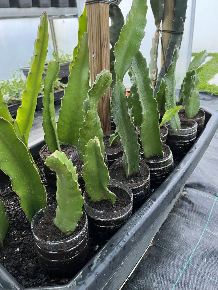 Mudas de pitaya com raiz