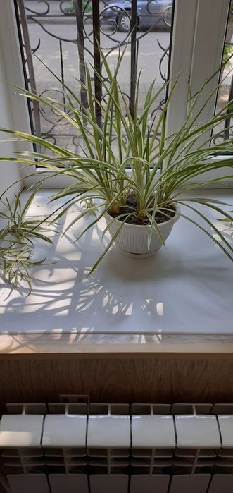 Хлорофитум с горшком