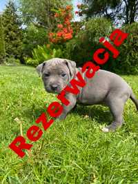 Szczeniak American Staffordshire Terrier Błękitny