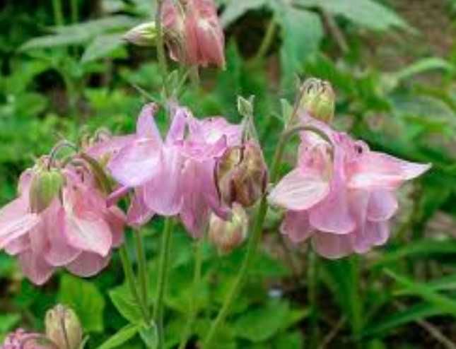 садовое куст годжи, шелковица ирис флоксы лилейник фиалка медуница