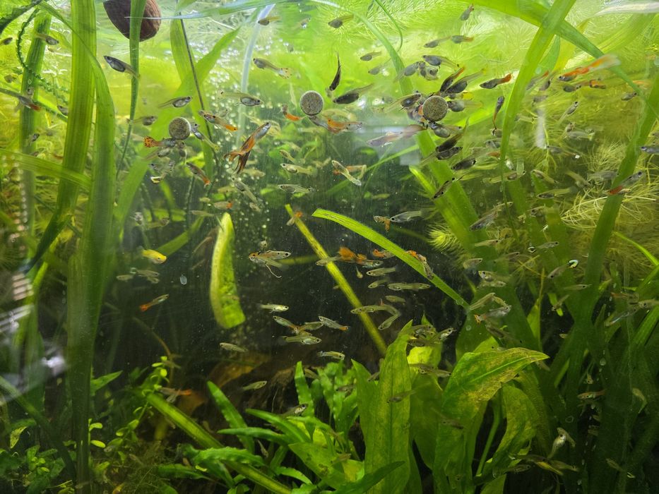 Gupiki z własnej hodowli amatorskiej