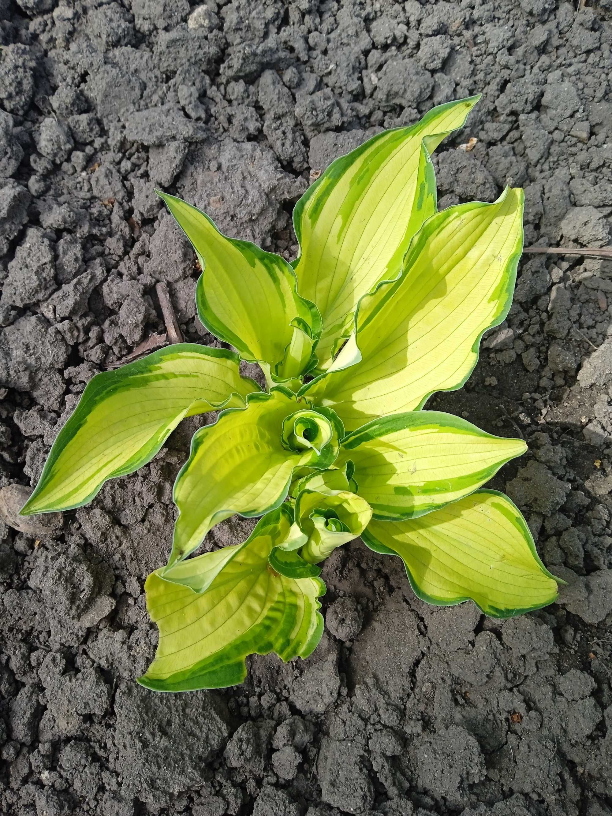 Хоста plantaginea подорожниковая хоста звичайна подорожникова поділки