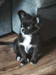 chihuahua długowłosa