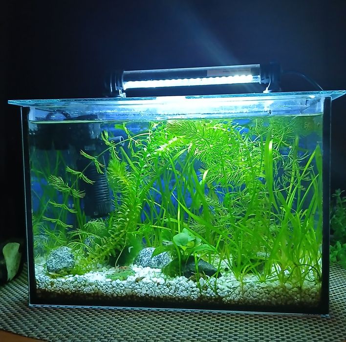 Akwarium ok 10 l / z życiem .