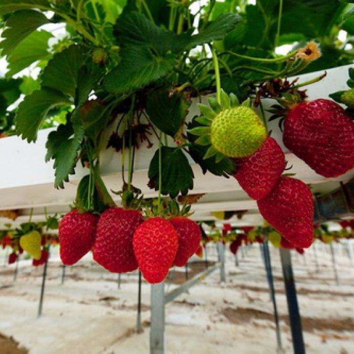 Hidroponia - Nutrientes Frutos Fase Frutificação - Loja Oficial