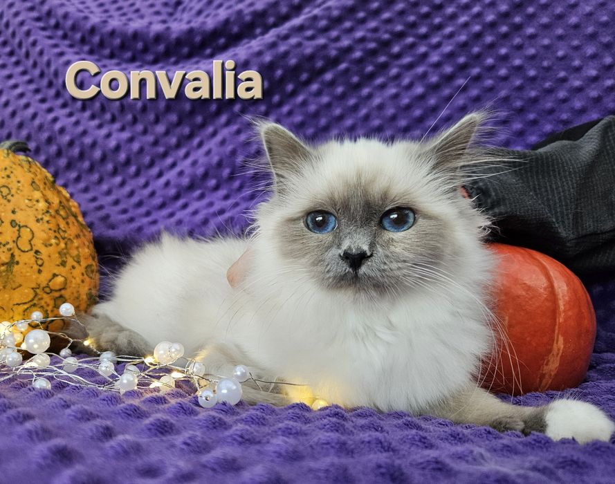 Święty Kot Birmański Conwalia