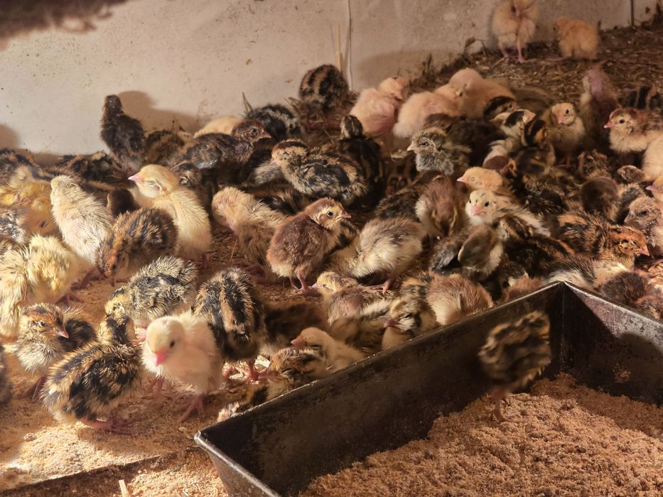 Przepiórki tygodniowe 7 dniowe mandżurska texas faraon brojler celadon