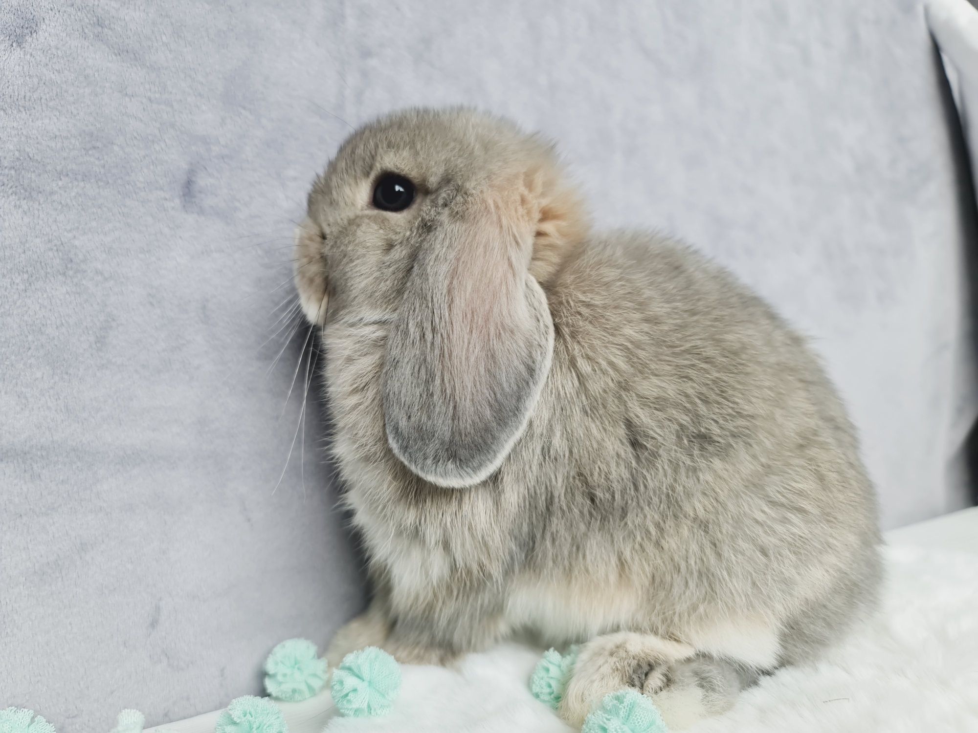 Mini lop królik króliczek miniaturka baranek gotowy na odbiór