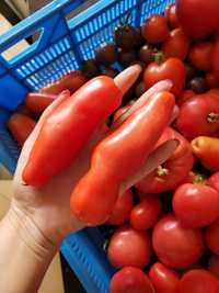 Nasiona kolekcjonerskie pomidor Aurjia