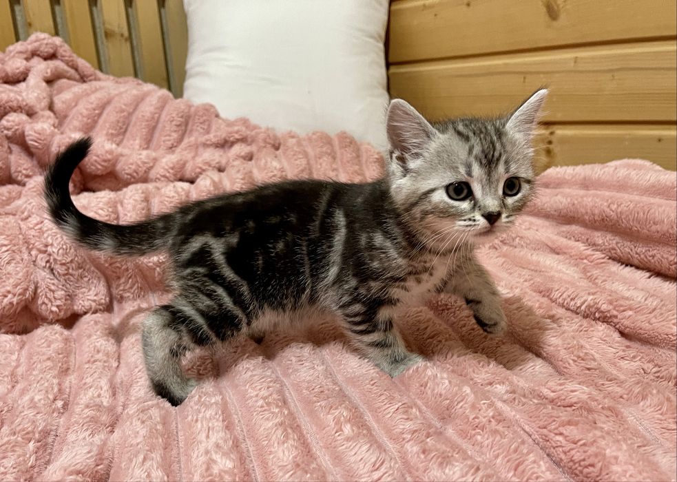 Маленьке кицинятко шукає друга