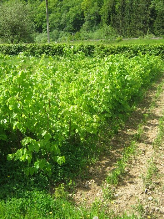 Акция!от 500  шт. Саженцы липы мелколистой или сердцевидной!МЕДОНОС!