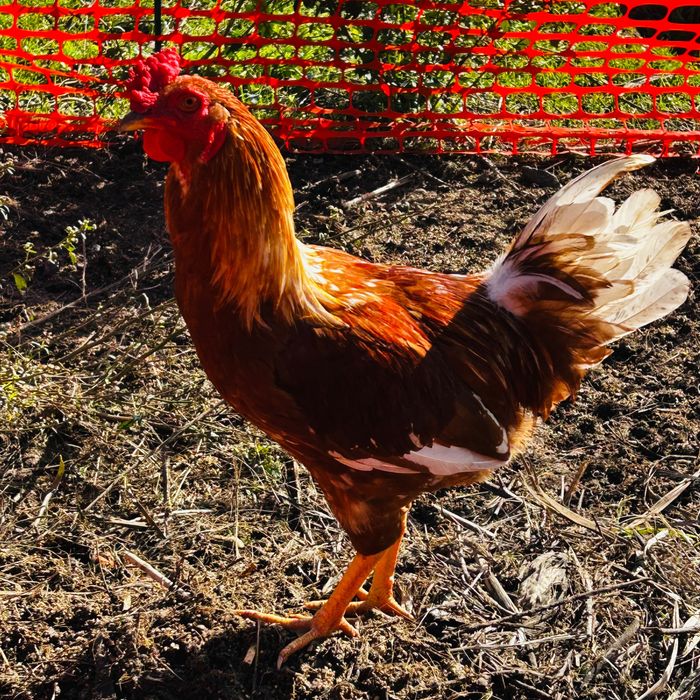 Galo Brahma e também galo da raça das galinhas poedeiras