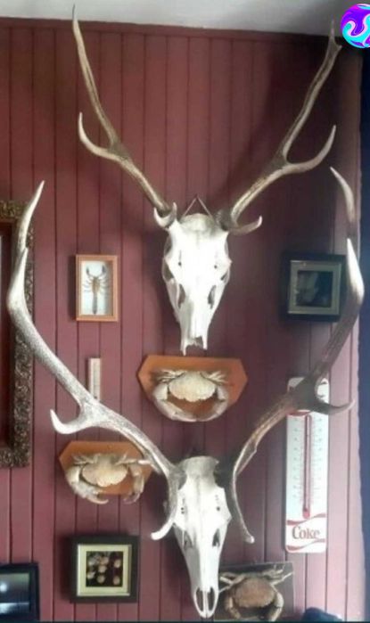 poroże wieniec jelenia